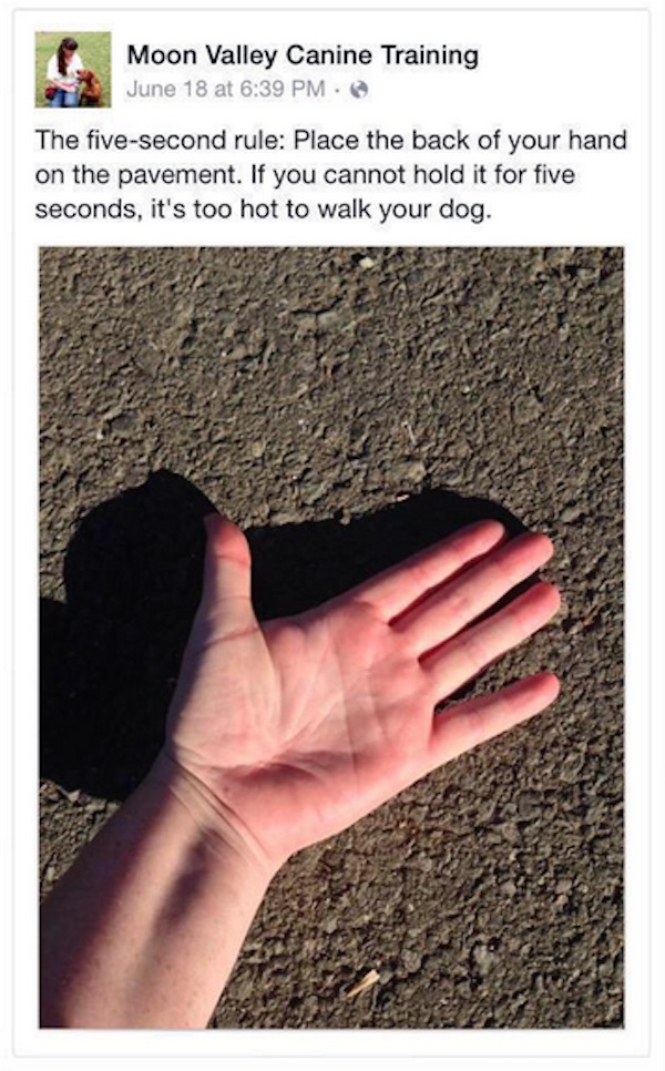 How To Protect Dog Paws From Hot Pavement - Pet Nanny