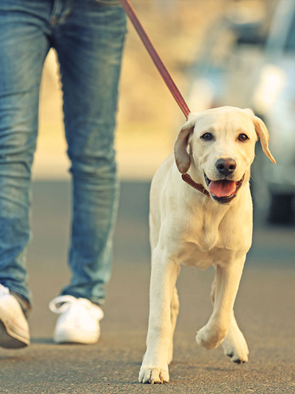 Dog-Walking-Concord