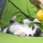 5 Amusing Kitty Games Your Cat Will Love