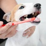 The Tooth About Pet Dental Health – Tips From Your Concord Pet Sitter
