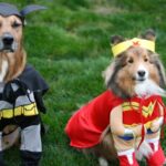 How To Celebrate Halloween With Your Dog In Walnut Creek