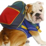 Back To School Time! Essential Skills To Teach Your Dog